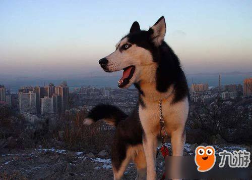 韩国哈士奇爆料事件视频,哈士奇爆料视频引发网友热议，真相究竟如何？  第2张